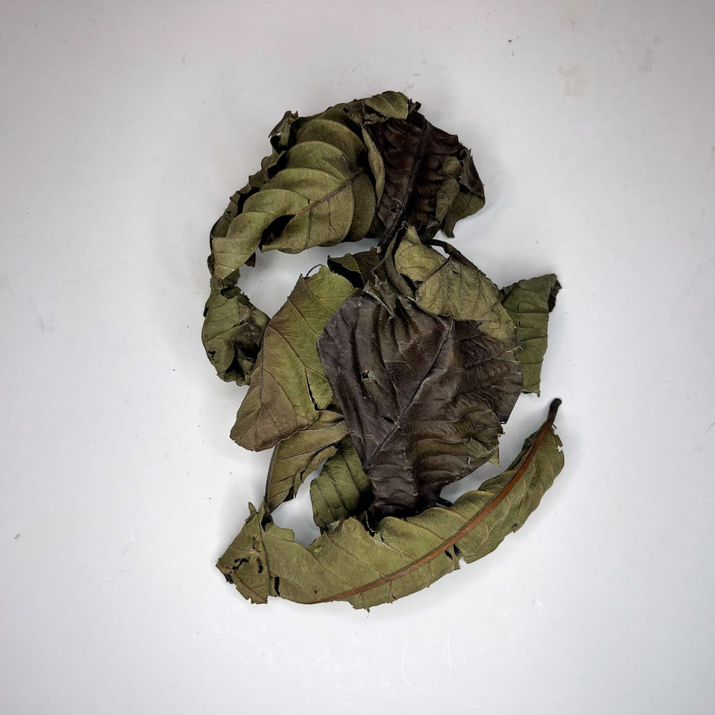 Dried guava leaves